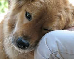 Pet Clearing Session